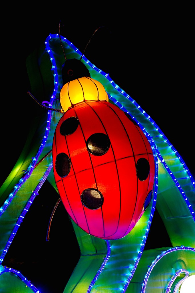 china light licht festival lichtshow show festiviteit glow evenement event chinees chinese verlichting draak dragon lichtfestival zoo